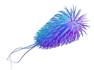 Escherichia Coli Micrograph Prints: E. coli bacterium, computer artwork