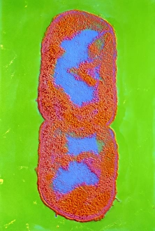 E. coli Bacterium Dividing Print