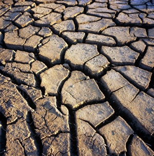 Cracked Earth Prints: e1470071