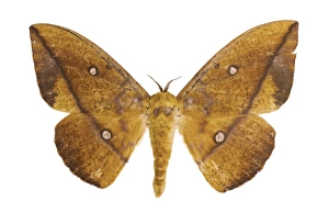 Butterfly And Moth Pictures Prints: Eacles penelope moth C016 / 2130