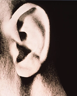 Human Ear Anatomy Prints: Ear