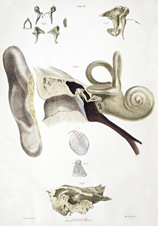 Prints of Ear anatomy. Historical anatomical artwork of a human ear Images Dated 2005 January: Historical Ear Anatomy Print