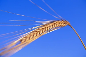 Hordeum Vulgare Prints: Ear of barley