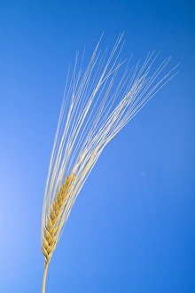 Cereal Grains Prints: Ear of wheat