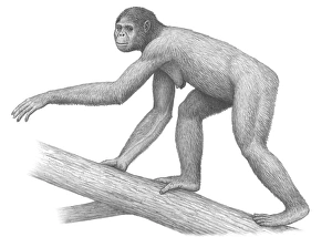 Images Dated 28th June 2010: Ardipithecus ramidus Female Hominid Print