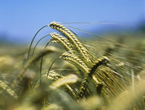 Ears of barley, Hordeum sp Ears of barley, Hordeum sp