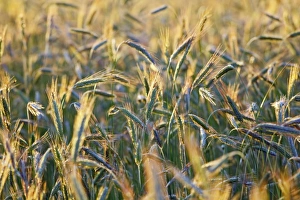 Rye Grain Prints: Ears of rye