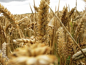 Ripe Wheat Ears Print