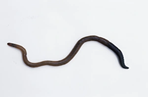 Prints of Earthworm (Lumbricus sp.). This is an annelid worm that inhabits soil, feeding on organic material. Earthworms are highly beneficial to soils Images Dated 2006 December: Earthworm Print (Lumbricus sp.)