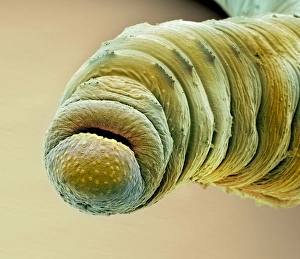Images Dated 1st November 2012: SEM Print of Earthworm Head, x130 Magnification