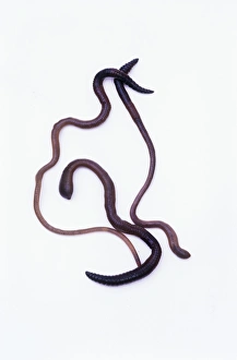 Annelid Worms Prints: Earthworms
