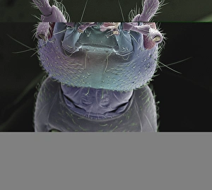Earwig head, SEM Earwig head, SEM