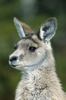 Tasmania National Parks Prints: Eastern grey kangaroo