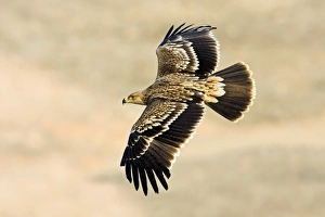 Eagle In Flight Photos Prints: Eastern imperial eagle in flight C018 / 0860