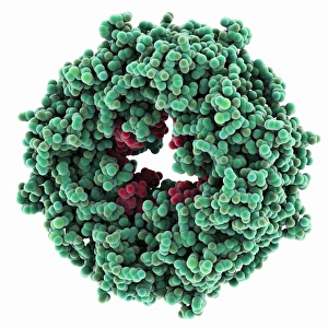 Prints of Ebola matrix protein. Molecular model of the Ebola virus matrix protein VP40 (green) bound to RNA (ribonucleic acid, red) Images Dated 2013 February: Ebola Matrix Protein Print