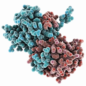 Ebola virus transcription factor fragment Ebola virus transcription factor fragment