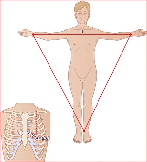 Human Anatomy Illustrations Prints: ECG electrode placement, artwork