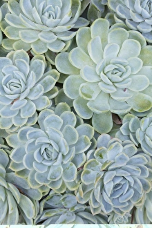 Houseplant Care Tips Prints: Echeveria elegans C013 / 7331
