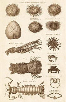 Marine Animals Prints: Echinoderms and crustacaens C017 / 3491