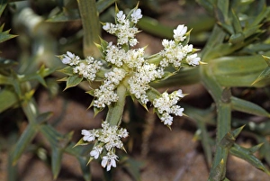 Mediterranean Plants Prints: Echinophora spinosa