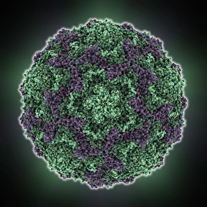 Viral Genetic Material Transmission Prints: Echovirus 7 capsid, molecular model