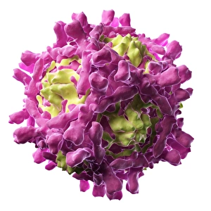 Computer Generated Virus Images Prints: Echovirus particle, artwork