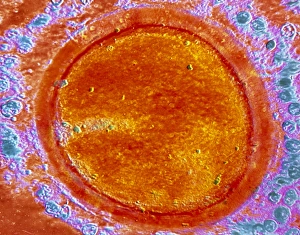 Fertilization Process Prints: Egg fertilisation