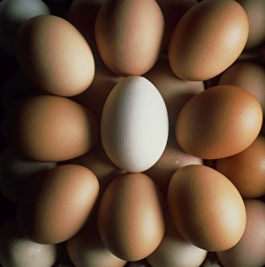 Egg Nutrition Facts Prints: Eggs