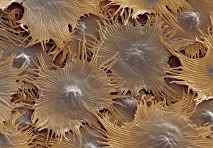 Images Dated 2000: Elaeagnus pungens Leaf Hairs Print