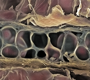 Prints of Elastic cartilage. Coloured scanning electron micrograph (SEM) of a section through elastic cartilage (central horizontal strip) from a pinna (external ear) Images Dated 2002 July: Elastic Cartilage Print, SEM Image of Ear Section
