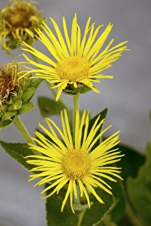 Summer Blooms UK Prints: Elecampane (inula helenium)