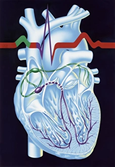 Electrical Conduction in the Heart Print