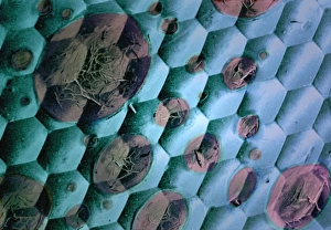 Compound Eye SEM Prints: Electron microscopy water artefact, SEM C018 / 0557