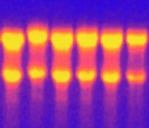 Images Dated 14th March 2003: Electrophoresis of RNA