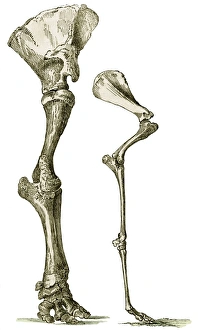 Images Dated 2007 January: Print of Elephant and Camel Leg Bones