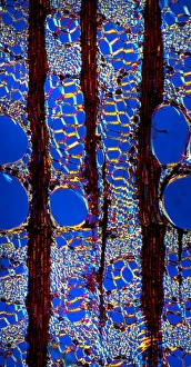 Prints of Elm stem (Ulmus procera) section, polarised light micrograph. The black vertical lines are multiseriate rays, which are composed of several rows of cells Polarized Light Prints: Elm stem cross-section print, polarised light micrograph