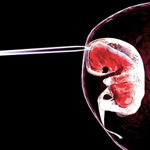 Human Embryo Development Prints: Embryo research
