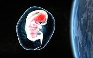 Prints of Human embryo above the Earth, in its amniotic sac, conceptual computer artwork. An embryo is a fertilised human egg less than eight weeks in age Images Dated 2005 January: Human Embryo in Space Print