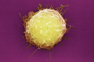 Images Dated 7th July 2006: Mouse Embryonic Stem Cell Print, SEM