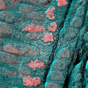 Embryonic stem cells Embryonic stem cells