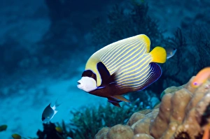 Andaman Sea Fish Prints: Emperor angelfish