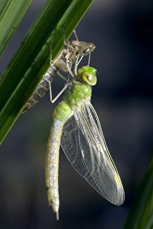 Prints of Emperor dragonfly (Anax imperator) emerging from its exuvia. The abdomen is hanging down as it has still not been pumped to its full length. The process of emergence takes several hours Images Dated 2006 October: Emergence of Emperor Dragonfly from Exuvia Print