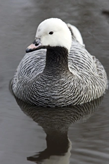 Waterfowl Species Prints: Emperor goose
