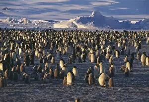 Images Dated 28th March 2003: Emperor penguin rookery