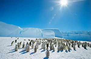 Penguin Photography Prints: Emperor penguins
