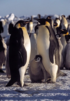 Emperor Penguins Prints: Emperor penguins and chicks