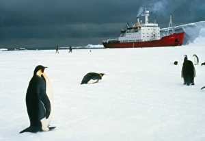 Emperor penguins on sea-ice, Antarctica Emperor penguins on sea-ice, Antarctica