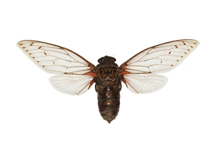 Borneo Wildlife Photos Prints: Empress cicada