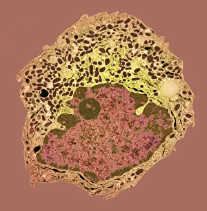 Coloured TEM Images Prints: Endocrine cell, TEM