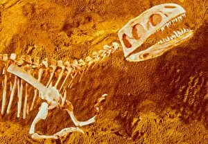 Images Dated 15th April 2004: Enhanced image of a Gasosaurus dinosaur fossil
